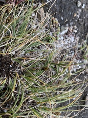 Carex nardina