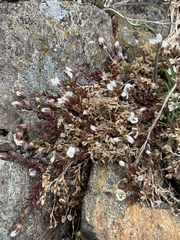 Arenaria norvegica