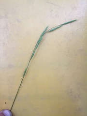 Melica subulata