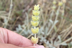 Sideritis taurica