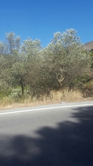 Olea europaea europaea