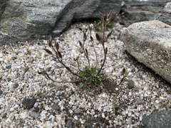 Draba fladnizensis