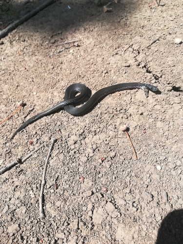 Vipera nikolskii