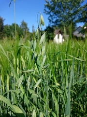 Avena sativa
