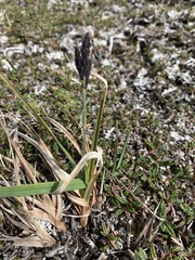 Carex atrata