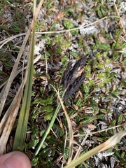Carex atrata