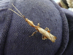 Phyllocrania paradoxa