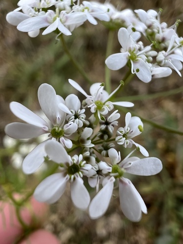 Wild Bishop (Bifora radians)