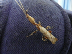 Phyllocrania paradoxa