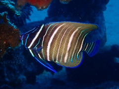 Sixbanded Angelfish photo 3