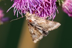 Heliothis adaucta
