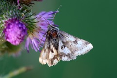 Heliothis adaucta