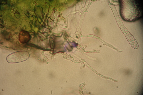 Erysiphe alliariicola