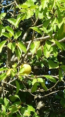 Prunus ursina