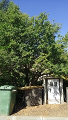 Prunus ursina