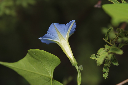 Ipomoea cardiophylla, photograph 3