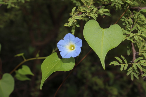 Image of Ipomoea cardiophylla by (c) Rodolfo Maximiliano Gutiérrez-Sánchez, some rights reserved (CC BY)