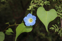 Ipomoea cardiophylla, photograph (c) Rodolfo Maximiliano Gutiérrez-Sánchez, some rights reserved (CC BY)