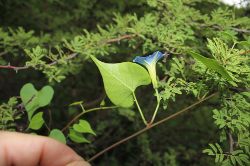 Ipomoea cardiophylla, photograph 4