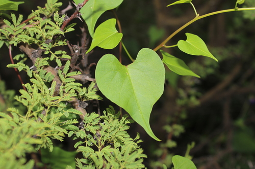 Image of Ipomoea cardiophylla by (c) Rodolfo Maximiliano Gutiérrez-Sánchez, some rights reserved (CC BY)