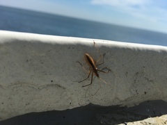 Zelus cervicalis