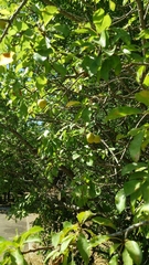 Prunus ursina
