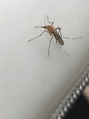 Aedes canadensis