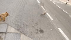 Larus