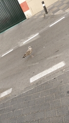 Larus