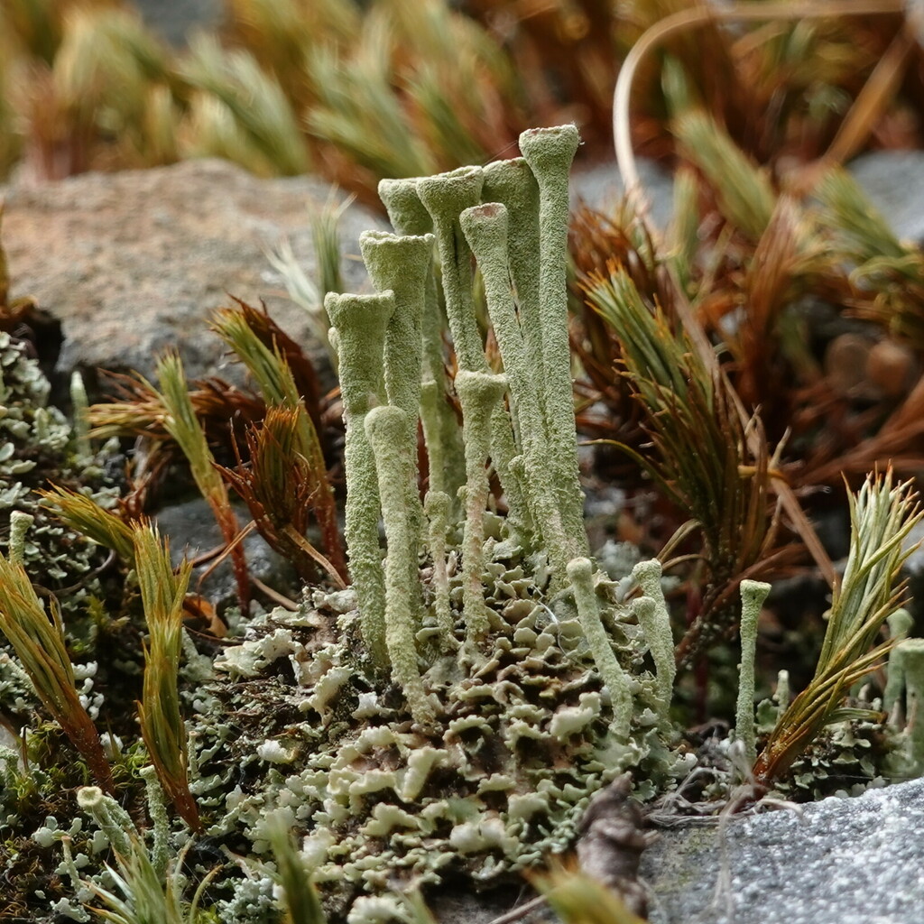 Trumpet Lichen