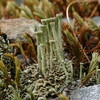 Trumpet Lichen - Photo (c) Hans Ritter, some rights reserved (CC BY-NC), uploaded by Hans Ritter