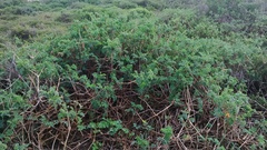 Pelargonium gibbosum