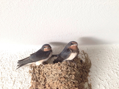 Hirundo rustica gutturalis