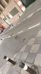 Larus