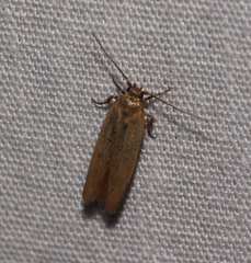 Holcocera immaculella