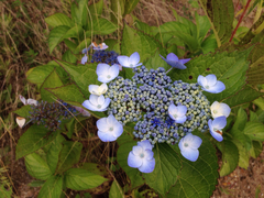 Hydrangea serrata
