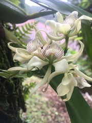 Prosthechea fragrans image