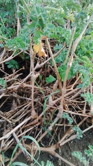Pelargonium gibbosum
