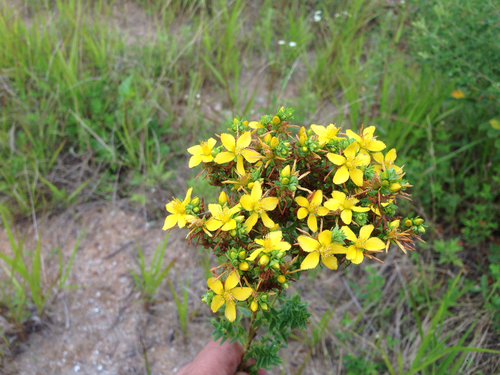 Hypericum erectum (Hypericum erectum)