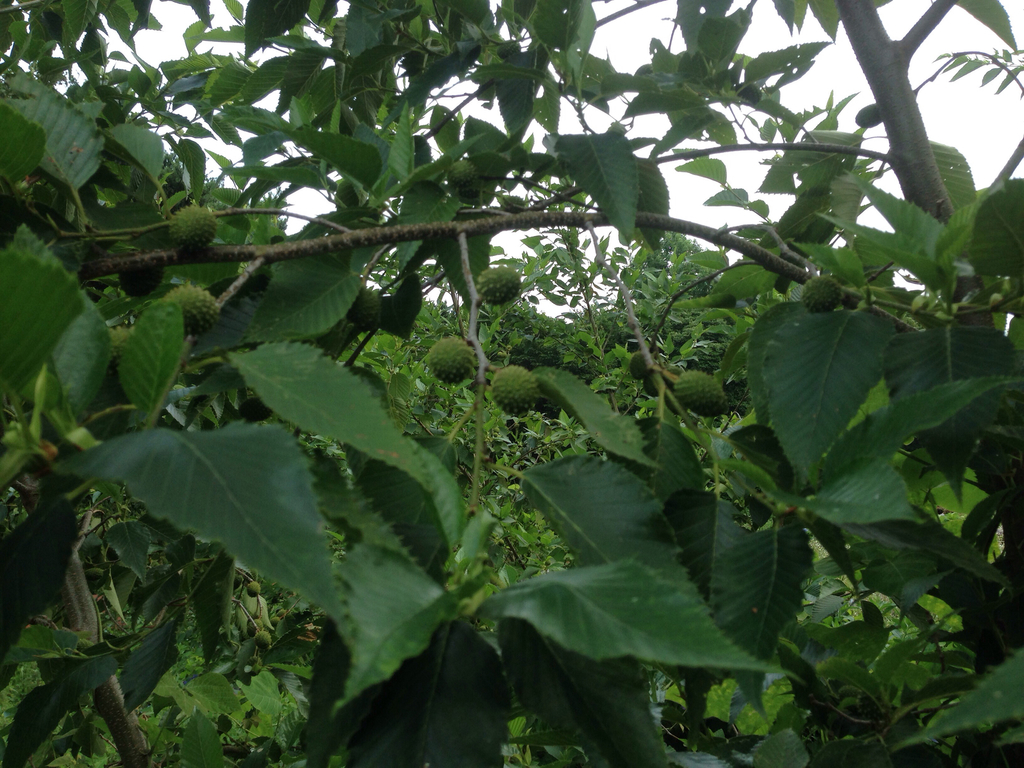 Alnus firma; photograph (c) Kim, Hyun-tae, some rights reserved (CC BY)