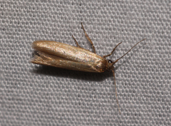 Holcocera immaculella