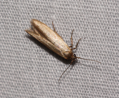 Holcocera immaculella