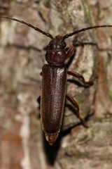 Arhopalus rusticus