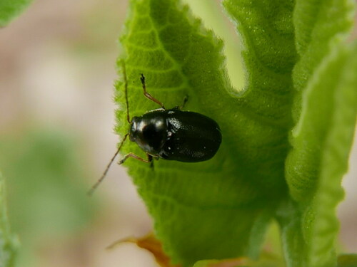 Cryptocephalus aquitanus