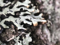 Hypogymnia incurvoides