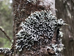 Hypogymnia incurvoides
