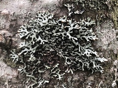 Hypogymnia incurvoides