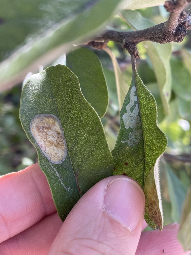 Parectopa bumeliella