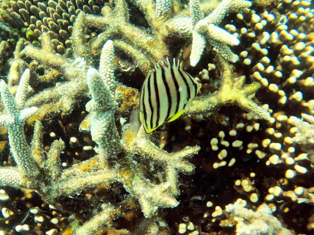 Eightband butterflyfish