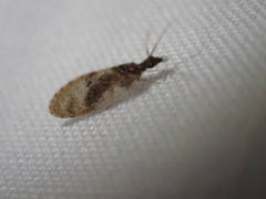 Sympherobius barberi